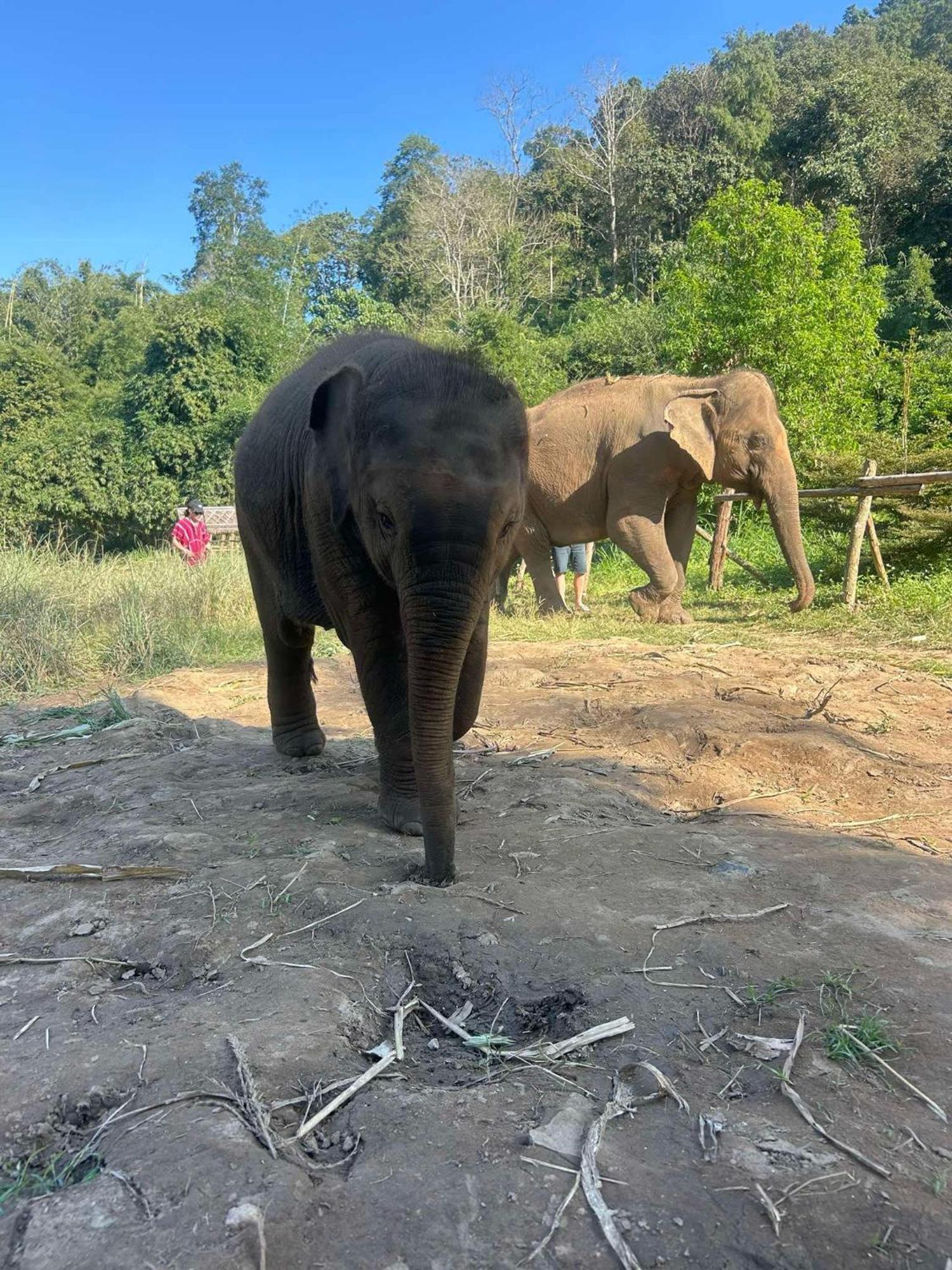 Yak Guesthouse Chiang Mai Eksteriør billede