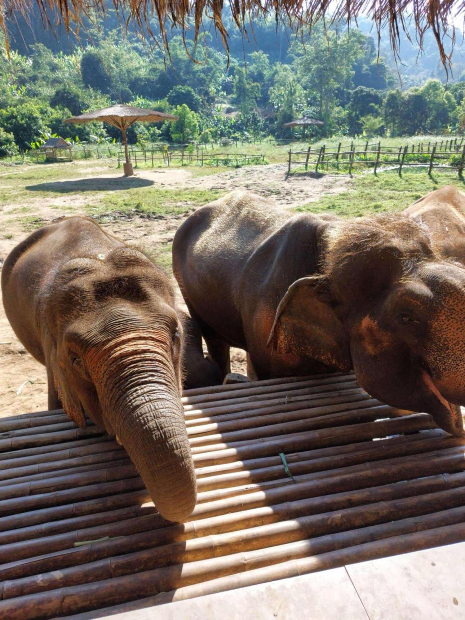 Yak Guesthouse Chiang Mai Eksteriør billede